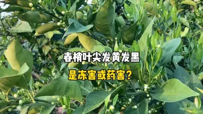 柑橘春梢叶尖发黑发黄是冻害或药害引起的？ #农业 #柑橘 #三农 #果树管理 #春梢 