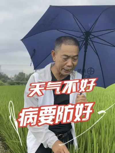 雨水多，药可能都需要多打一遍，处在破口抽穗的抓紧看看#分享农业知识帮农民增产增收 #老百姓关心的话题