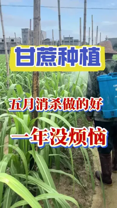 甘蔗五月份消杀没有进行的一定不要错过，高温高湿的天气马上就来啦#三农 #甘蔗种植 #农业种植 #甘蔗施肥方法