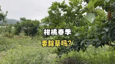 柑橘果园春季长的草需要除掉吗？ #柑橘种植 #三农 #农业 #除草 #果树管理 