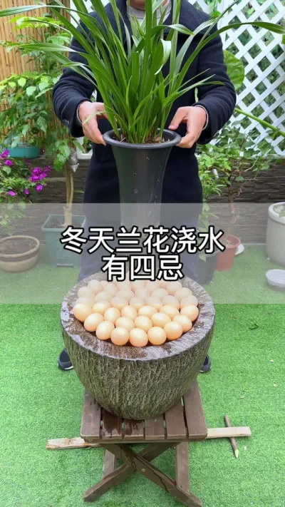 冬天给兰花浇水有4忌#花卉绿植 #养花 #种植小技巧
