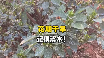 柑橘花期太干旱要及时给果树浇水！ #三农 #柑橘 #农业 #果树管理 #柑橘花期 