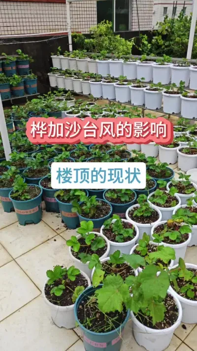 桦加沙台风对楼顶种植的影响，台风对草莓的影响，楼顶种植如何防台风，楼顶种草莓#草莓苗 #种草莓 #楼顶种植 #葡萄种植 #台风影响
