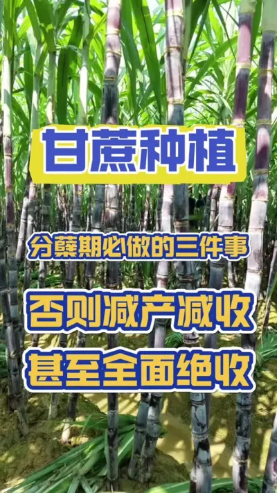 甘蔗分蘖期必做的三件事，漏做任何一件都会影响一年的产量#甘蔗种植 #甘蔗施肥方法 #甘蔗高产