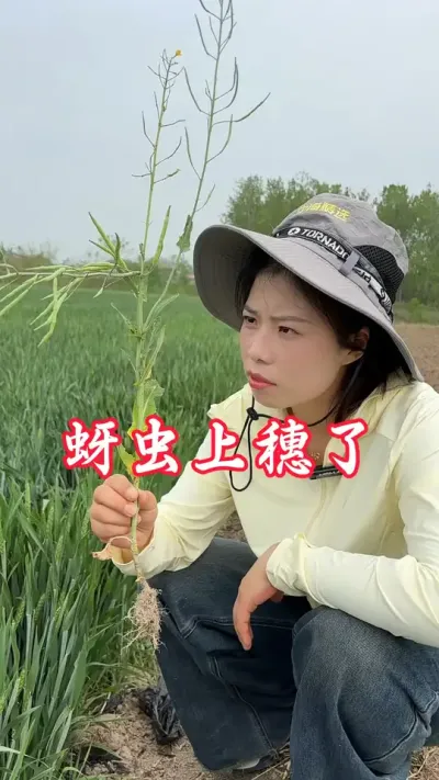 蚜虫上穗了#分享农业知识帮农民增产增收