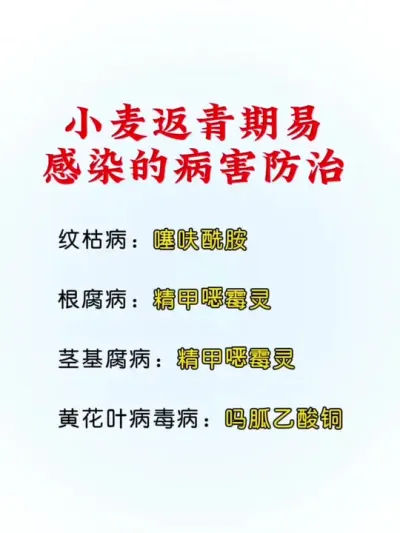 小麦返青拔节期易感染的病害防治方法分享#小麦 #小麦除草剂 #传播农业小知识 #分享农业知识帮农民增产增收 #抖音助农