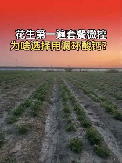 花生第一遍套餐微控，为什么要选择调环酸钙来微控？#花生种植 #花生种植管理技术 #花生高产 #花生高产三遍药 #分享农业知识帮农民增产增收