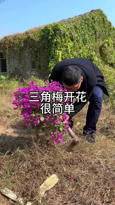 三角梅开花爆很简单 #花卉绿植 #养花 #种植小技巧