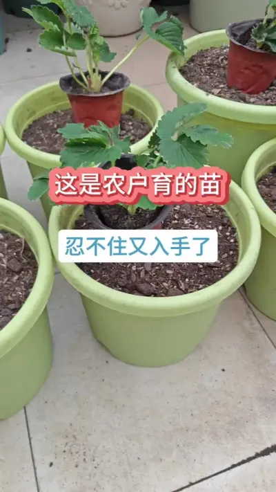 新手种草莓，草莓的种植过程，草莓的种植方法 #草莓苗 #种草莓 #草莓养护方法 #草莓种植 #盆栽草莓