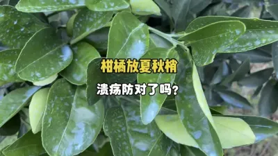 防治柑橘夏梢秋梢的溃疡病得注意了！ #三农 #农业种植 #柑橘种植 #溃疡病 