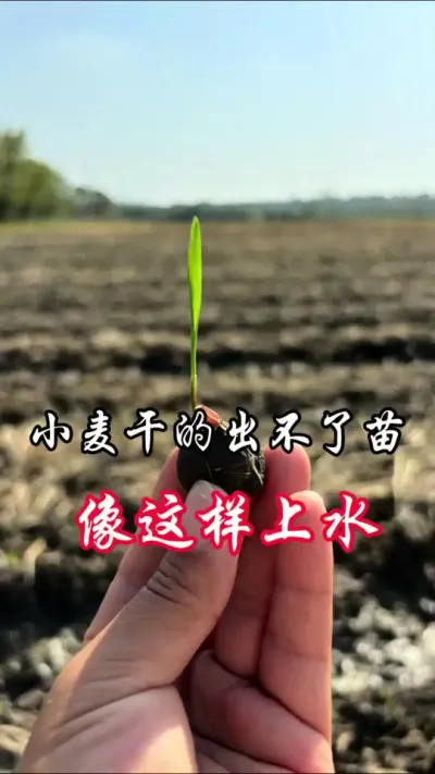 地干，麦出不了苗，想浇水可以这样操作#分享农业知识帮农民增产增收 @田野风（中海精选团队）