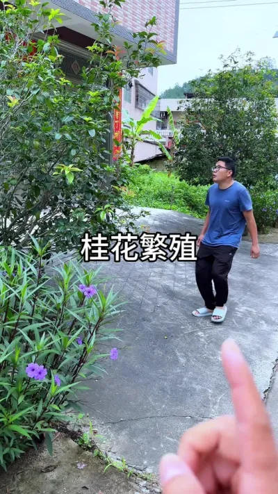 桂花如何繁殖 #花卉绿植 #养花 #种植小技巧
