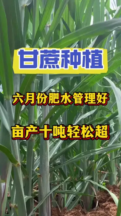 想让今年的甘蔗节长节粗，口感好糖分足，产量突破十吨以上，芒种节气后一定不要做错这件事#甘蔗 #甘蔗施肥方法 #甘蔗管理