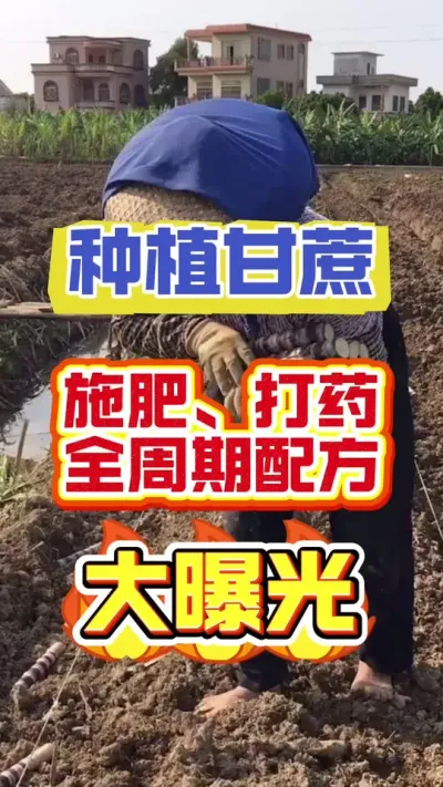 快看，百分之九十的蔗农都做错了这件事，导致甘蔗亩产不到15吨#甘蔗种植 #甘蔗的种植方法 #甘蔗施肥方法 #甘蔗什么时候种