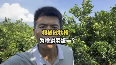 柑橘放秋梢，为什么要讲究统一？ #三农 #果园管理 #柑橘种植 #农业 #放秋梢 