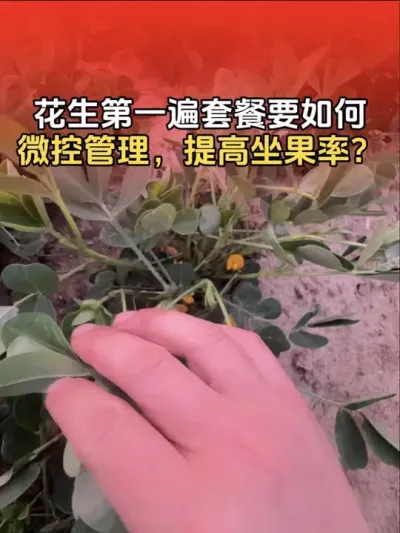 花生团棵期以后第一遍套餐如何进行微控管理？提高花生坐果率？让花生达到提质增产！#农业植保知识分享 #花生高产种植 #分享农业知识帮农民增产增收 #花生高产 #花生高产种植