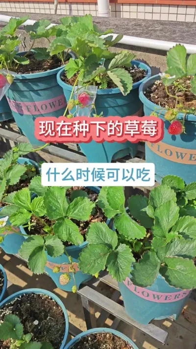 现在种草莓什么时候能吃果，草莓种下多久能吃到，草莓的种植过程 #草莓种植 #盆栽草莓 #草莓苗  #种草莓 #草莓种植技术