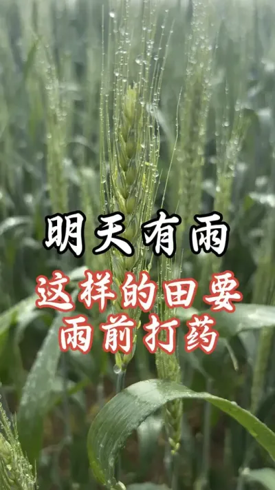 宁可信其有，不可信其无！这样的田，一定要雨前打药#分享农业知识帮农民增产增收