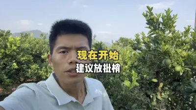 高温天气来临，建议给柑橘放一批小暑梢 #三农 #柑橘种植 #农业种植 #果树管理 #日灼 