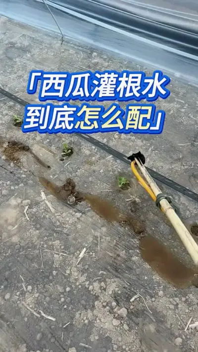 西瓜苗移栽后，不能乱灌 #创作灵感 #西瓜管理 #西瓜 #西瓜种植技术 #大棚西瓜种植技术