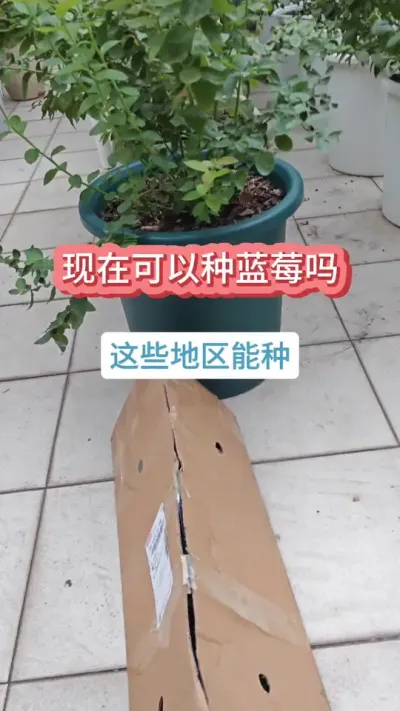新手种蓝莓，种蓝莓买什么苗好，怎么选蓝莓苗，蓝莓苗的种植方法，哪些地方现在可以种蓝莓 #蓝莓苗 #蓝莓 #盆栽蓝莓 #蓝莓种植 #蓝莓种植技术
