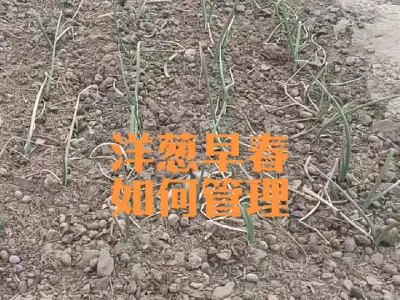 洋葱长势不同早春管理要区别对待#洋葱返青水