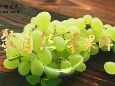从安宁河谷到你的果盘，土地匠心与科技助农的双向奔赴，让每一颗葡萄都饱含阳光与玫瑰的馈赠。#阳光玫瑰  #中国农资  #聚自然生物有机肥