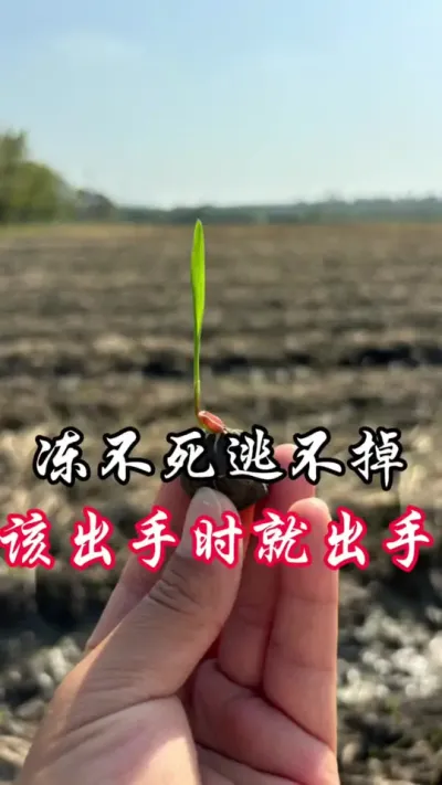 红蜘蛛，蚜虫，多了需要打药#分享农业知识帮农民增产增收