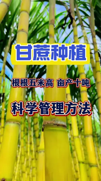 种甘蔗要相信科学，甘蔗拔节期快速拔节长肉、根根五米高亩产十吨以上的科学管理方法#甘蔗种植 #甘蔗拔节 #甘蔗拉长 #甘蔗