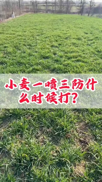 小麦一喷三防使用时间#田间地头走一走 #小麦 #农业 #小麦一喷三防 #抖音助农