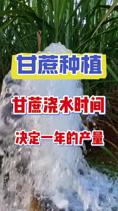 甘蔗浇水时间决定一年的产量#甘蔗种植 #甘蔗施肥方法 #甘蔗