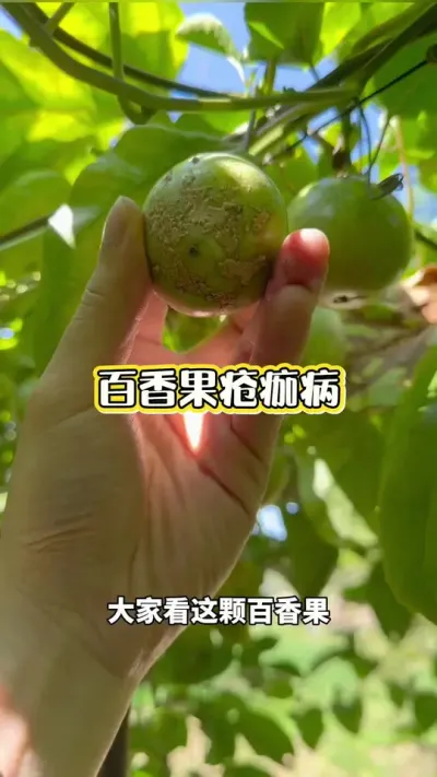 百香果疮痂病防控#百香果病害 #百香果种植 #百香果种植技术 #黄金百香果种植技术 #浩伟方