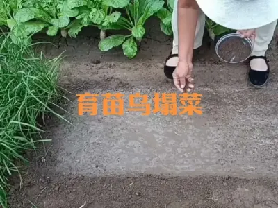 乌塌菜如何育苗