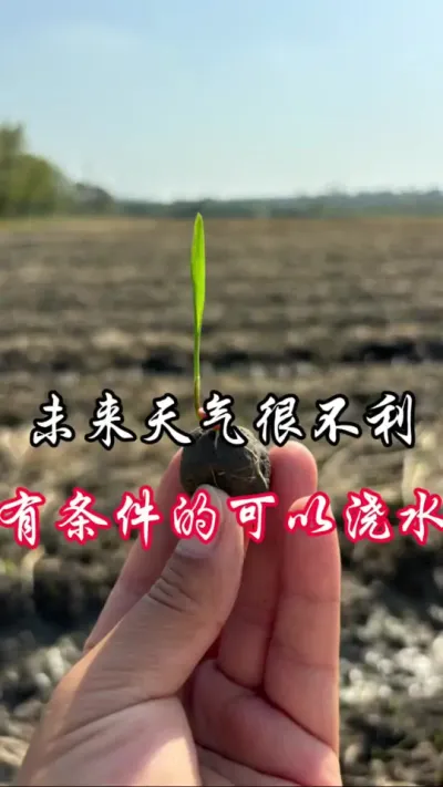 温度低，没降雨，就怕这样干冻，有条件的浇水施肥增加抗冻性#分享农业知识帮农民增产增收