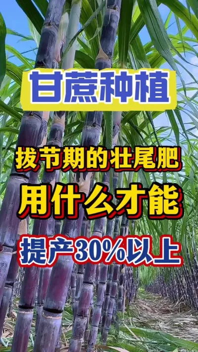 种甘蔗辛辛苦苦一整年，千万不要在最后的拔节期毁一年的好收成#甘蔗种植#甘蔗施肥#甘蔗
