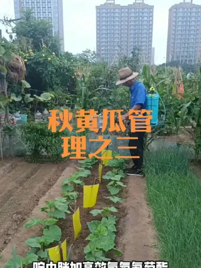 秋黄瓜管理之三&mdash;&mdash;打药、搭架#秋黄瓜