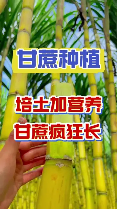培土加营养，甘蔗疯狂长#甘蔗种植 #种植小技巧 #甘蔗施肥 #甘蔗