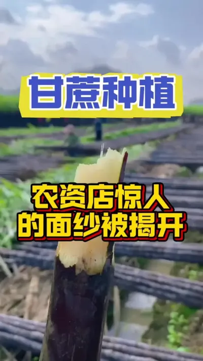 注意！甘蔗界将迎来大变天#甘蔗施肥方法 #甘蔗种植 #甘蔗高产