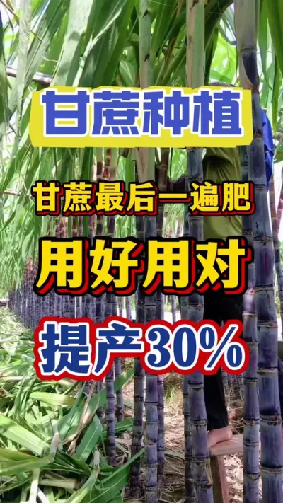 种甘蔗的老乡注意啦，甘蔗今年最后一遍壮尾肥直接决定今年的产量，一旦选错减产减收，但是用好用对这一次，一年产量有保障#甘蔗种植#甘蔗拔节#甘蔗