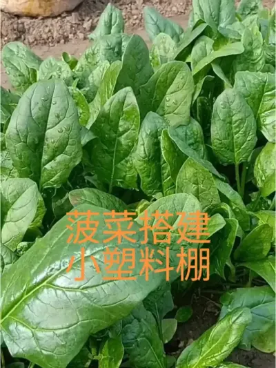 越冬菠菜搭建塑料小拱棚#越冬菠菜