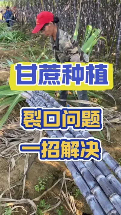 甘蔗裂口问题，一招解决#甘蔗施肥方法 #甘蔗 #甘蔗种植