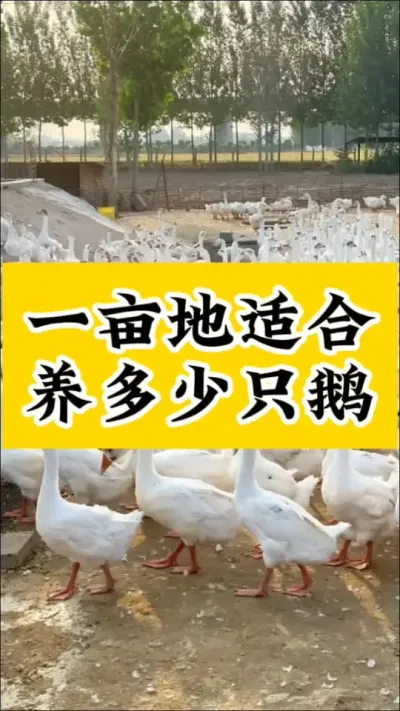 #养鹅技术分享#科学养鹅#养鹅人#养鹅流程