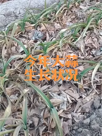 今年冬暖大蒜却叶片发黄发干更严重，什么原因？#大蒜叶子发黄