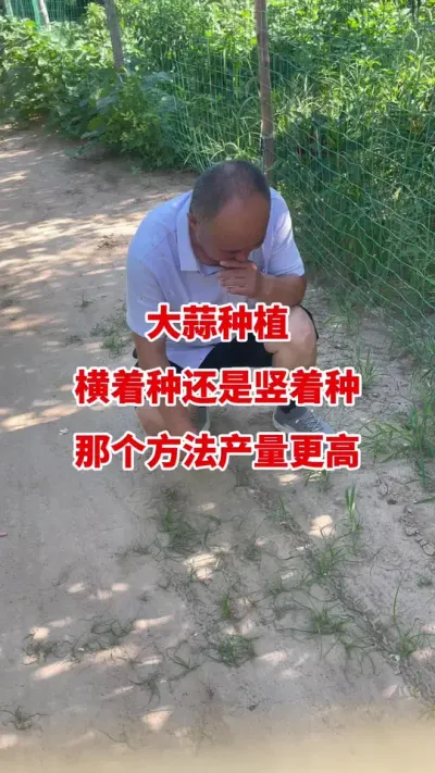 大蒜种植横着种还是竖着种产量更高#大蒜种植 #大蒜高产 #大蒜种植技术 #大蒜增产