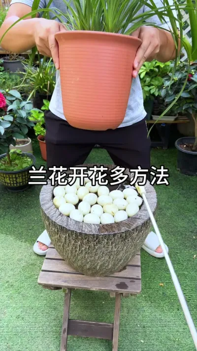 养兰花开花多肉的方法 #花卉绿植 #种植小技巧