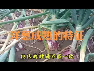 洋葱成熟收获需要具备的标志#洋葱成熟的标志