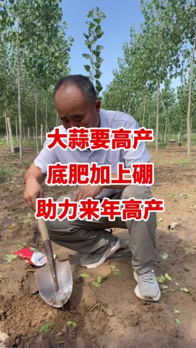 大蒜要高产底肥加上硼助力来年高产#大蒜种植 #大蒜底肥 #大蒜种植技术 #农业种植 #助力农民增产增收