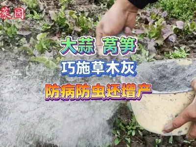 大蒜和莴笋雨后容易发生病虫害，不打药也能预防，无毒还能增产 #新农人计划2025 #种植小技巧 #三农 #抖音助农 #农业种植 