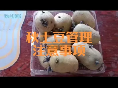秋土豆管理注意事项（二四年作品）