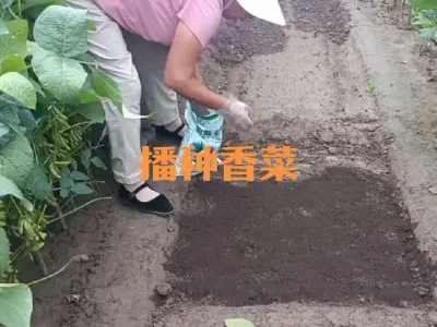 播种香菜关键要掌握好两点#香菜